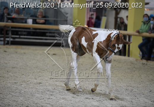 200924-27 pferd wels show