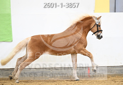 01.30 Stadl-Paura Haflinger Körung