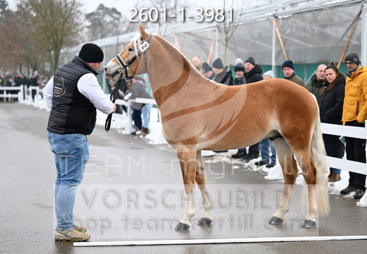 01.30 Stadl-Paura Haflinger Körung