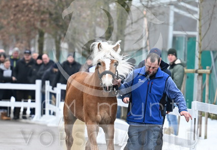 01.30 Stadl-Paura Haflinger Körung