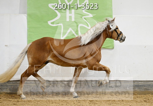 01.30 Stadl-Paura Haflinger Körung