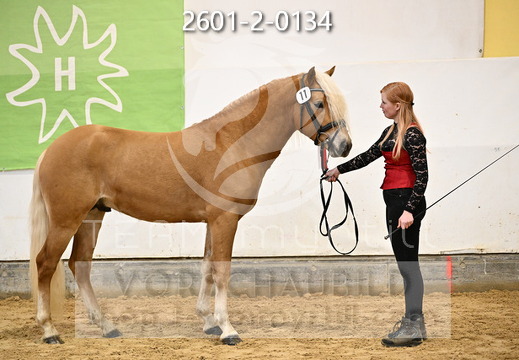 01.30 Stadl-Paura Haflinger Körung