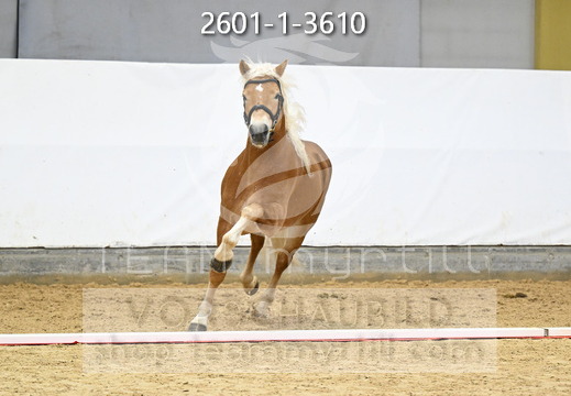 01.30 Stadl-Paura Haflinger Körung