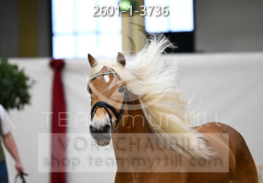 01.30 Stadl-Paura Haflinger Körung