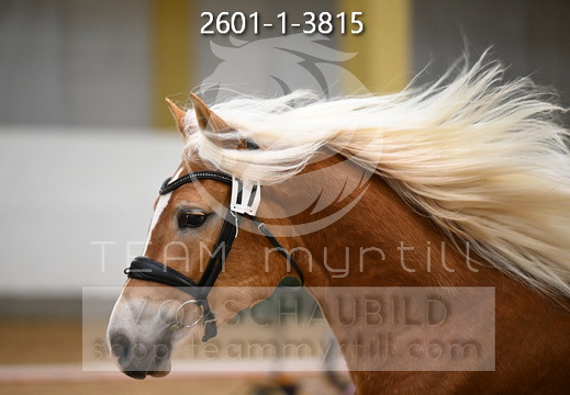 01.30 Stadl-Paura Haflinger Körung