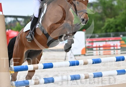 05.14-17 Pferd Wels CSN-A*