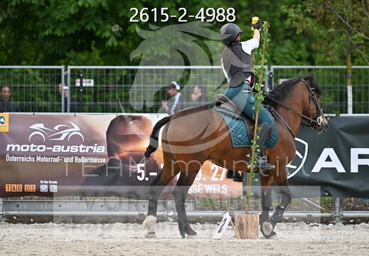 05.15-17 Pferd Wels CWEN-C