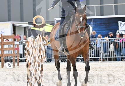 05.15-17 Pferd Wels CWEN-C