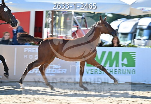 09.02-06 Gut Ising CSI**