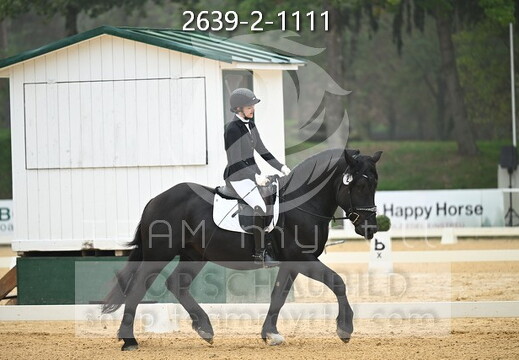 10.03 Noriker Reitpferdechampionat